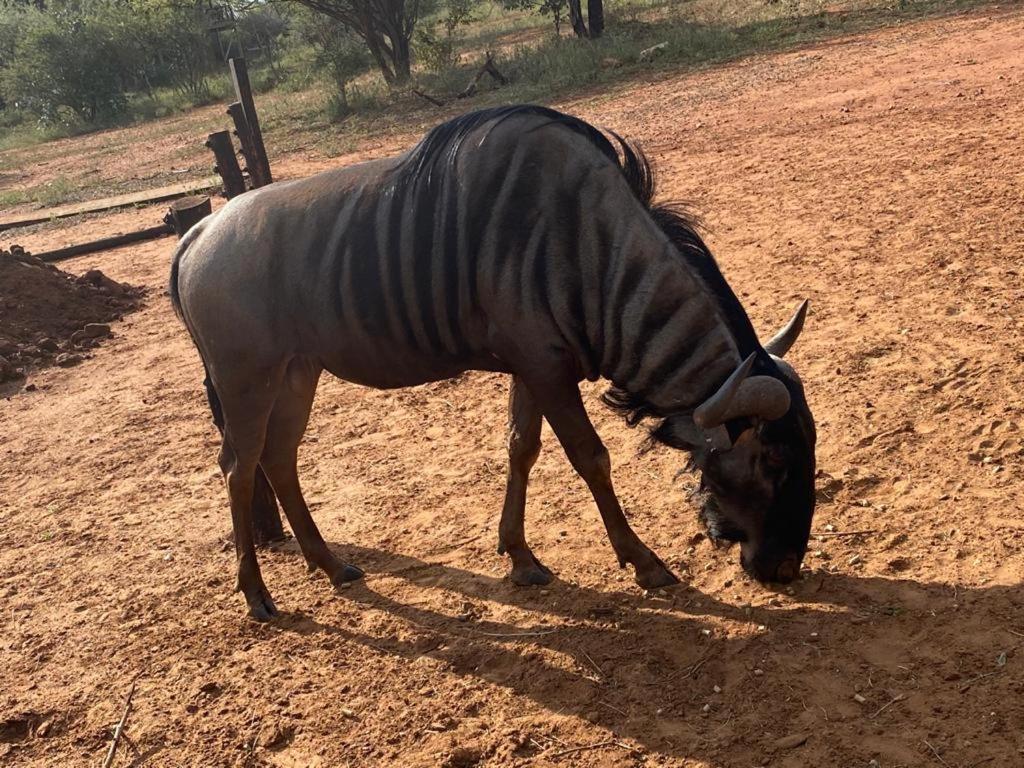 Doornkom Marloth Park Luaran gambar