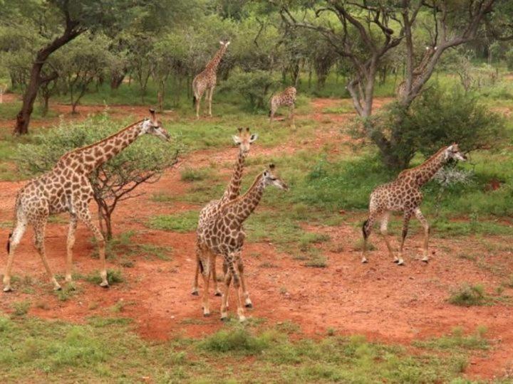 Doornkom Marloth Park Luaran gambar
