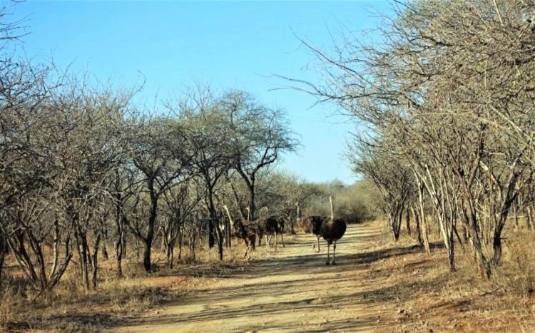 Doornkom Marloth Park Luaran gambar